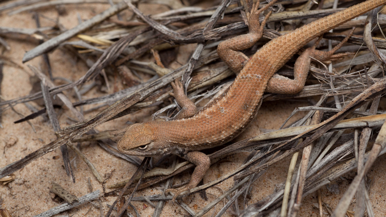 The Dunes Sagebrush Lizard and the Endangered Species Act